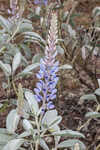 Gulf Coast lupine